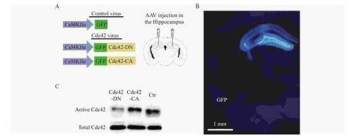 妊娠合并精神障碍：挑战与应对