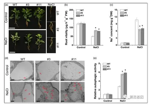 备孕吃黑豆：科学助力好“孕”气的营养密码