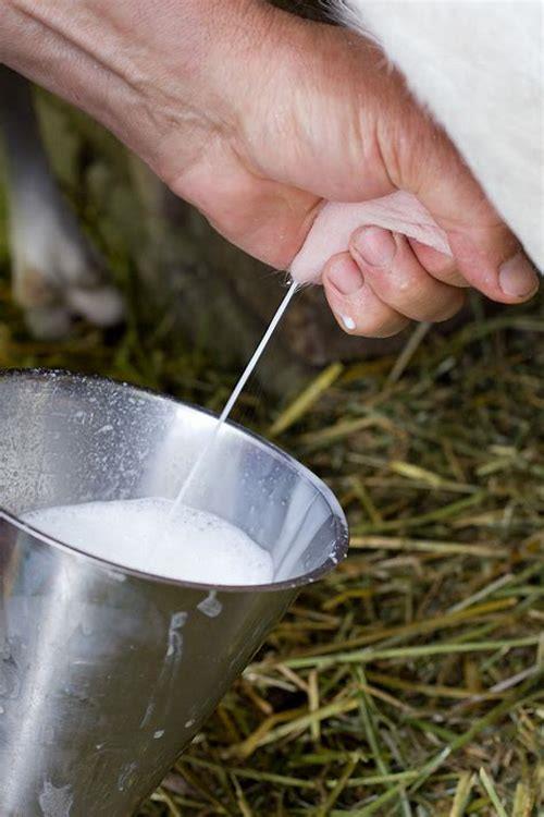 备孕喝羊奶好吗？科学解析其营养价值与注意事项