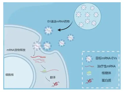 科学备孕男方法：提升精子质量，迎接健康新生命