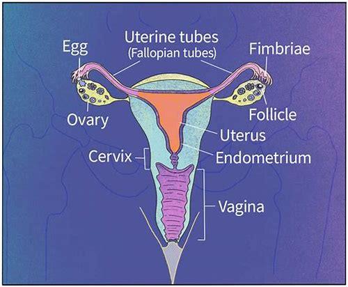科学调理卵巢，为高效备孕打下坚实基础