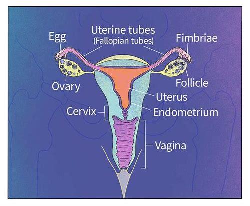 科学备孕：打造健康孕育环境的必备条件