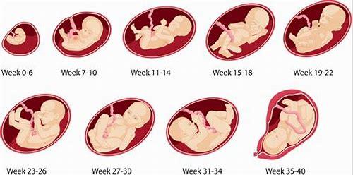 备孕几个月了？这份科学指南助你高效迎接新生命