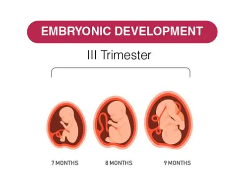 孕妇几个月情绪最暴躁？揭秘孕期情绪波动的科学真相与应对之道