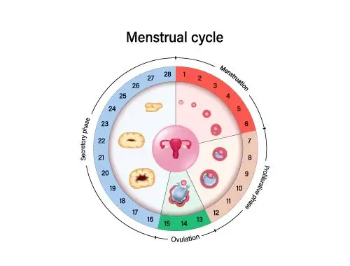 备孕是什么时候？科学规划助你迎来健康宝宝