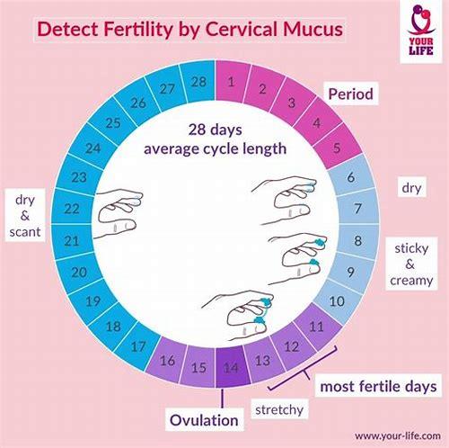 科学备孕指南：几个月最合适？专家解析最佳时间与关键准备要点