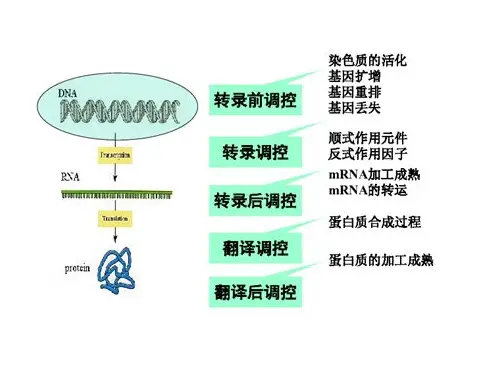 当意外降临：解析男人面对情人怀孕时的复杂心理与应对之道