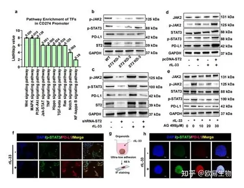 科学备孕:开启优生优育的幸福之门 科学备孕:开启优生优育的幸福之门
