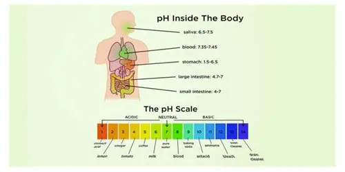 备孕调理身体酸碱：科学认知与健康实践