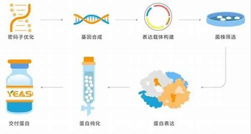 备孕期误饮啤酒？别慌！科学应对与预防指南