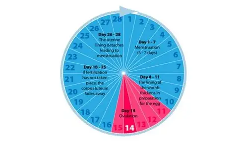 备孕的最佳时间：科学规划，迎接新生命的到来