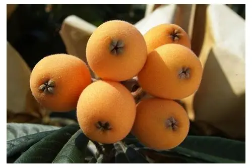 备孕吃枇杷好吗？专家解析营养优势与食用注意事项