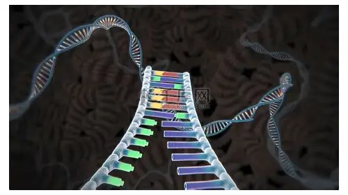 备孕吃黑豆：科学助力好“孕”气的营养密码
