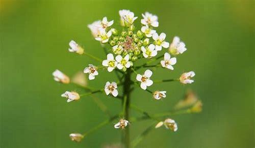 备孕吃荠菜：营养助力，开启好孕新篇章