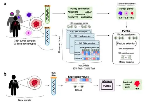 备孕喝黑豆浆：科学滋养，助力好“孕”气