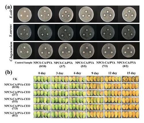 科学备孕指南：关键营养素助力好“孕”来