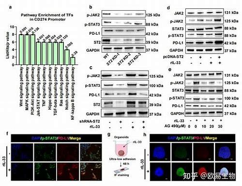科学提升备孕怀上概率：关键因素与实用策略全解析