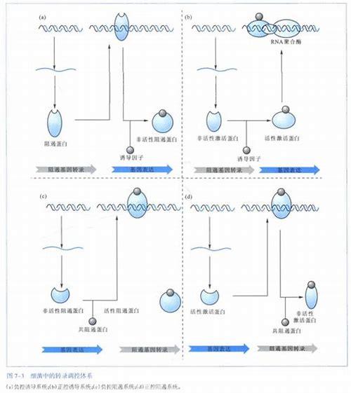 备孕喝牛奶，为孕育新生命注入优质营养