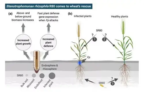 备孕吃玉米好吗？解锁金色谷物的健康密码