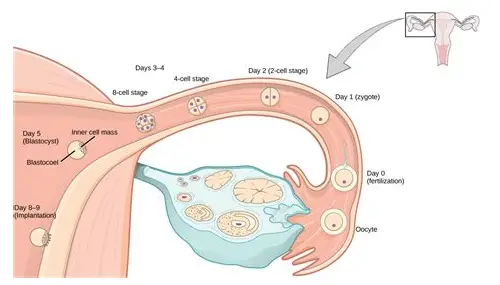 男人怎么备孕？科学指南助你成为优质“种子”守护者