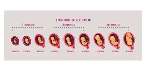 二胎调理备孕：科学规划，迎接新生命的健康之旅