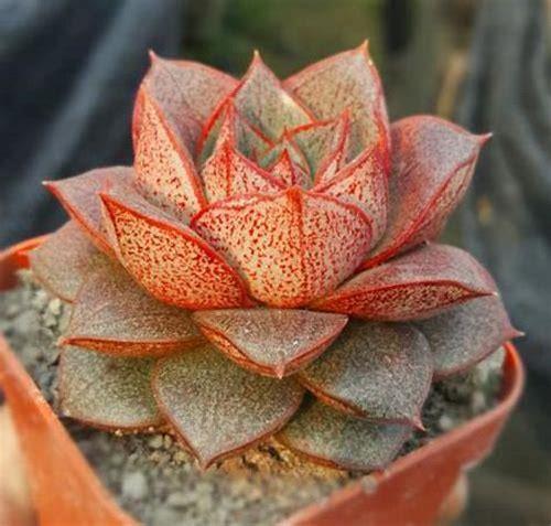 备孕闺女的秘诀：科学规划，迎接小公主的到来