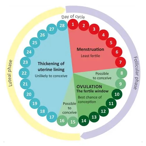 科学解锁备孕排卵期：把握黄金时机，迎接好“孕”降临
