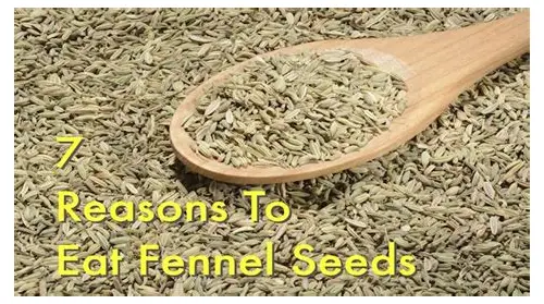 备孕吃茴香好吗？科学解析与实用建议