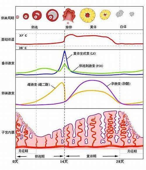 科学看待备孕调节酸碱度：理性认知与健康实践指南