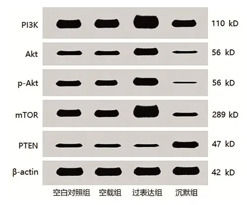 科学备孕：身体调理全攻略，迎接健康新生命