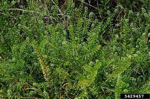 备孕吃荠菜：营养助力，开启好孕新篇章