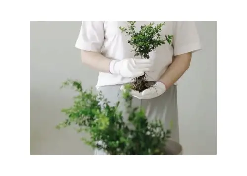 备孕期间能否饮用决明子茶？科学解读与实用建议