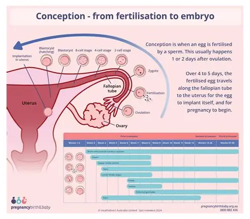 44岁科学备孕指南：抓住黄金时机，迎接健康新生命