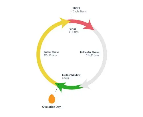 科学解锁备孕排卵期：把握黄金时机，迎接好“孕”降临